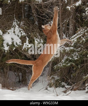 Le cougar va par beaucoup de noms y compris mountain lion, puma, panthère, ou catamount, est un grand chat originaire des Amériques. Banque D'Images