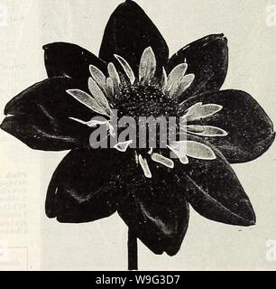 Image d'archive à partir de la page 101 de Currie's Farm et jardin annuel. Currie's Farm et le jardin de printemps annuel : 1914 curriesfarmgarde curr1911 Année : 1914 ( DAHLIAS EN MÉLANGE. Choix du nom de sortes, de nombreuses couleurs en mélange seul. Ne peut pas désigner la couleur. Voir dahlia. DAHLIAS. DAHLIAS CACTUS. AmbassadorâA à tige longue, fine blanc pur. 25c chaque ; 2,50 $ douz. . , BurbankâRich, brillant, rouge brillant. 25c chaque ; 2,50 $ douz. CockatooâNew. Voir page 6. 40c chacune. . Comtesse d'LonsdaleâA bloomer profuse. La couleur rose saumon. Pays GirlâBeautiful jaune doré, baigné de rose saumon-. 25c chaque 2 $ ; Banque D'Images