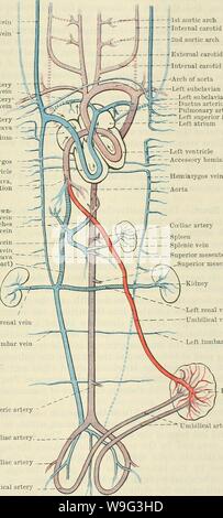 Image d'archive à partir de la page 102 de Cunningham's Text-book d'anatomie (1914) Banque D'Images