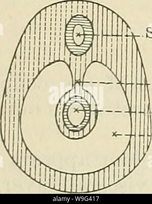 Image d'archive à partir de la page 105 de Cunningham's Text-book d'anatomie (1914). Cunningham's Text-book d'anatomie cunninghamstextb00cunn Année : 1914 ( Avant-médullaire spinale pleuro-péricardique gut -Coeur péricarde canal médullaire Spinal canal alimentaire péritoine mésentère dorsal Banque D'Images