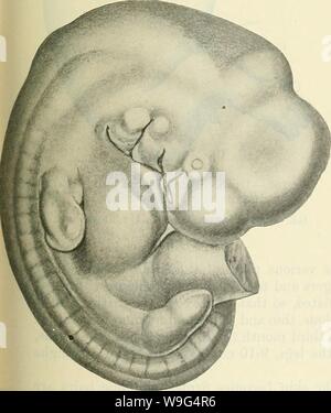 Image d'archive à partir de la page 110 de Cunningham's Text-book d'anatomie (1914). Cunningham's Text-book d'anatomie cunninghamstextb00cunn Année : 1914 ( Fig. 101.âEmbryo de 72 mm., ou de mesure. 85 mm. longueur plus grande. (À partir de Keibel et Elze'un Normtdtafdn. L'avant des membres, il est nettement à l'avance de le. La deuxième activité de la roue a commencé à se chevaucher les troisième et quatrième et de joindre le precervical sinus. La pointe de l'maxillaires est en contact avec le processus nasal médian et latéral à la marge de la fosse olfactive. Â 102.â embryon, 7'2 mm. (CR), et 8 mm de longueur. plus grand. Banque D'Images