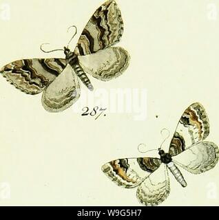 Image d'archive à partir de la page 116 de Hübner's geometra [ressource électronique] (1798). L'HuÌbner geometra [ressource électronique] Cubiodiversity7643250 Année : 1798 ( 2Sg. 2SS. Â i- 2go. Banque D'Images