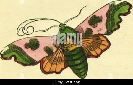 Image d'archive à partir de la page 121 du livre de papillons, sphinges, Banque D'Images