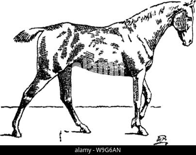 Image d'archive à partir de la page 121 de points du cheval ; un Banque D'Images
