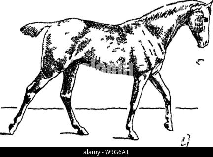Image d'archive à partir de la page 121 de points du cheval ; un Banque D'Images