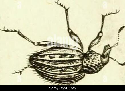 Image d'archive à partir de la page 122 de [Curculionidae] (1800) Banque D'Images