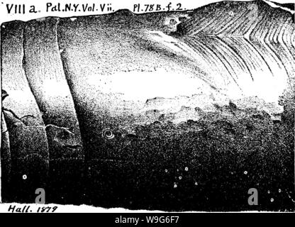 Image d'archive à partir de la page 123 d'un dictionnaire des fossiles Banque D'Images