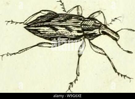 Image d'archive à partir de la page 126 de [Curculionidae] (1800) Banque D'Images