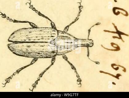 Image d'archive à partir de la page 134 de [Curculionidae] (1800) Banque D'Images