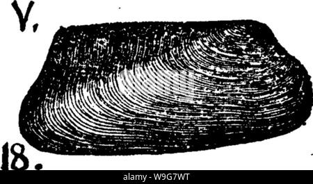 Image d'archive à partir de la page 135 d'un dictionnaire des fossiles Banque D'Images