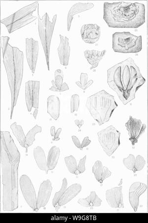 Image d'archive à partir de la page 142 de la flore crétacée du sud Banque D'Images