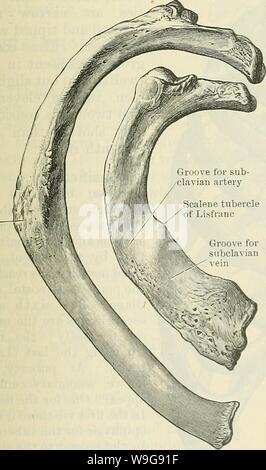 Image d'archive à partir de la page 144 de Cunningham's Text-book d'anatomie (1914) Banque D'Images