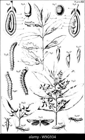 Image d'archive à partir de la page 144 de l'olive de sa culture Banque D'Images