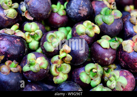 Pourpre tropical colombien de fruits mangosteen, frais récoltés cru Garcinia mangostana, dans un marché de produits agricoles en Colombie Banque D'Images