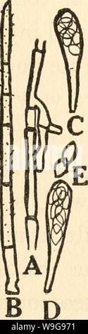 Image d'archive à partir de la page 146 de la culture et de maladies. La culture et les maladies de l'pois de culturediseaseso01taub Année : 1917 ( MALADIES DANS LES ÉMISSIONS 107 champignon est hyaline, septés et ramifiés, de près (fig. 10a) lorsqu'il est cultivé dans le substrat de la presse. L'antenne mon- fig. 10. o montrant le mycélium de Chcetomium spirochète. b poils, c et d'ascospores. e. l'asci celium se compose de longues fila- ments non ramifiées de couleur de la lumière de profondes du citron. Le jaune semble être produites dans le champignon qui hyphse ultérieure est également transmis aux médias. En culture pure le champignon pr Banque D'Images