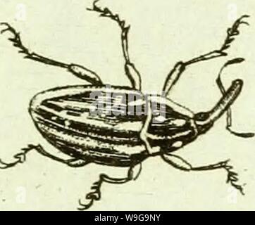 Image d'archive à partir de la page 154 de [Curculionidae] (1800) Banque D'Images