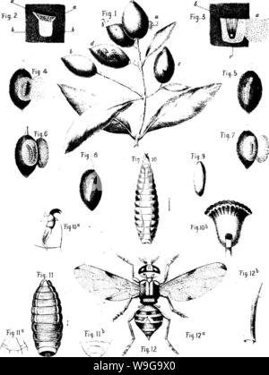 Image d'archive à partir de la page 154 de l'olive de sa culture Banque D'Images