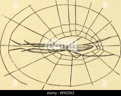 Image d'archive à partir de la page 155 de l'American araignées et leurs spinning