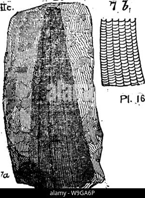 Image d'archive à partir de la page 159 d'un dictionnaire des fossiles Banque D'Images