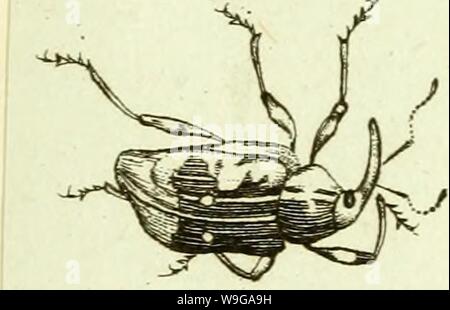 Image d'archive à partir de la page 160 de [Curculionidae] (1800) Banque D'Images