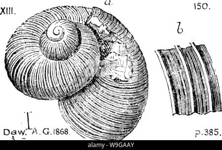 Image d'archive à partir de la page 161 d'un dictionnaire des fossiles Banque D'Images