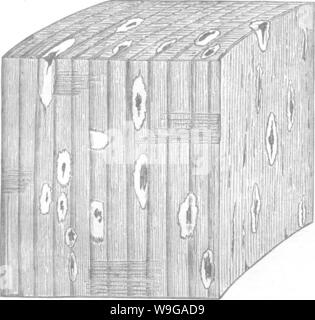 Image d'archive à partir de la page 161 de bois et certains de ses Banque D'Images