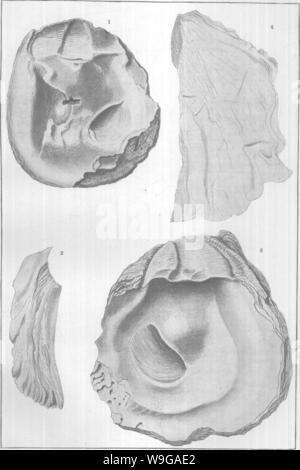 Image d'archive à partir de la page 161 de mollusques et crustacés de la Banque D'Images