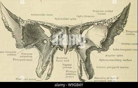 Image d'archive à partir de la page 167 de Cunningham's Text-book d'anatomie (1914). Cunningham's Text-book d'anatomie cunninghamstextb00cunn Année : 1914 ( Foramen rond um rainure pour tube auditif processus ptérygoïde prb qualite canal latéral lame de la processus ptérygoïde lamina médial du processus ptérygoïde fissure orbitaire supérieure Spina angularis Lingula sphenoidalis Fossette scaphoïdienne fosse ptérygoïde Fig. 144. Encoche ptérygoïde Hamulus médiale de la lamina ptérygoïde -Sphenoid vus de derrière. est généralement déviés à l'une ou l'autre côté du plan médian. Chaque sinus s'étend latéralement sur une courte distance je Banque D'Images