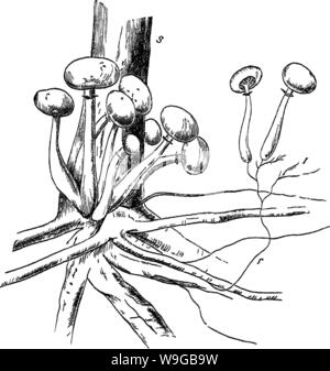 Image d'archive à partir de la page 168 de bois et certains de ses Banque D'Images