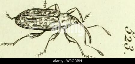 Image d'archive à partir de la page 170 de [Curculionidae] (1800) Banque D'Images