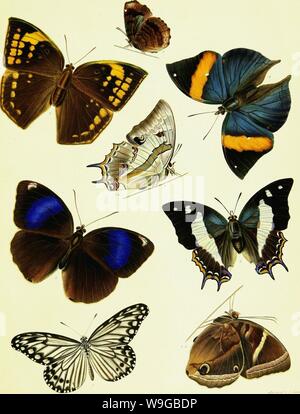 Image d'archive à partir de la page 170 d'un catalogue descriptif de l'outil. Un catalogue descriptif des insectes lépidoptères figurant dans le Musée de l'honorable East-India company, illustré par la couleur des chiffres de nouvelles espèces et de la métamorphose de lépidoptères indien, avec des observations liminaires sur un régime général de cet ordre d'insectes CUbiodiversity1126954 Année : 1828 ( I,"mloTL fyMrlmolTLv »« j, S. C ?MtnluM JJJJt Rue Banque D'Images