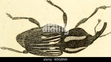 Image d'archive à partir de la page 172 de [Curculionidae] (1800) Banque D'Images