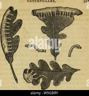 Image d'archive à partir de la page 172 de l'architecture d'insectes (1846) Banque D'Images