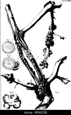 Image d'archive à partir de la page 174 de l'olive de sa culture Banque D'Images