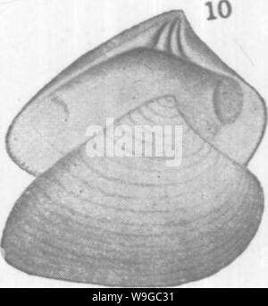 Image d'archive à partir de la page 176 de mollusques et crustacés de la Banque D'Images