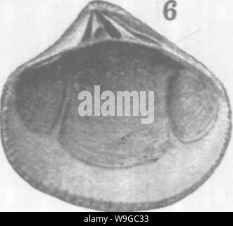 Image d'archive à partir de la page 176 de mollusques et crustacés de la Banque D'Images