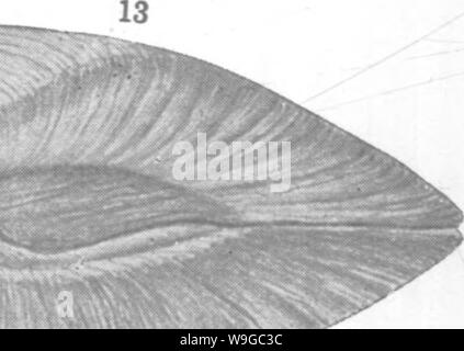 Image d'archive à partir de la page 176 de mollusques et crustacés de la Banque D'Images