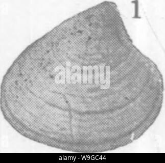 Image d'archive à partir de la page 176 de mollusques et crustacés de la Banque D'Images