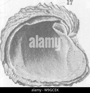 Image d'archive à partir de la page 179 de mollusques et crustacés de la Banque D'Images