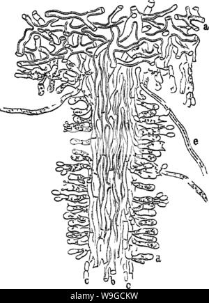 Image d'archive à partir de la page 181 de bois et certains de ses Banque D'Images