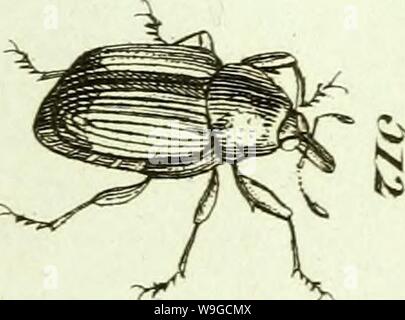 Image d'archive à partir de la page 182 de [Curculionidae] (1800) Banque D'Images