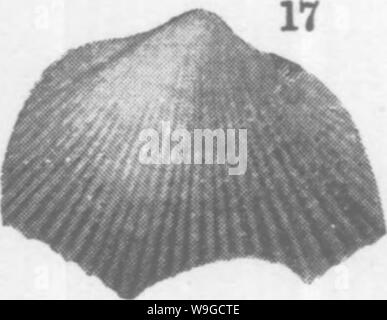 Image d'archive à partir de la page 182 de mollusques et crustacés de la Banque D'Images
