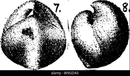 Image d'archive à partir de la page 187 d'un dictionnaire des fossiles Banque D'Images