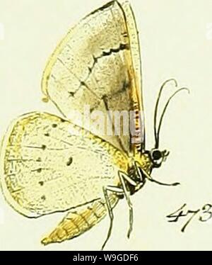 Image d'archive à partir de la page 188 de Hübner's geometra [ressource électronique] (1798). L'HuÌbner geometra [ressource électronique] Cubiodiversity7643250 Année : 1798 ( â 4/2. r 4y4. Banque D'Images