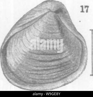 Image d'archive à partir de la page 197 de mollusques et crustacés de la Banque D'Images