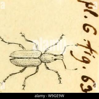 Image d'archive à partir de la page 198 de [Curculionidae] (1800) Banque D'Images