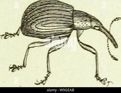 Image d'archive à partir de la page 198 de [Curculionidae] (1800) Banque D'Images