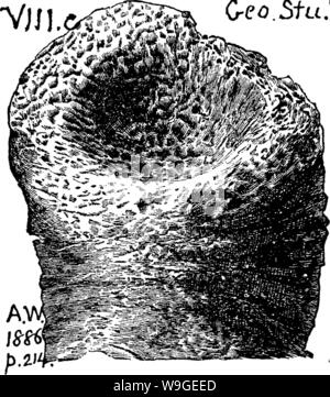 Image d'archive à partir de la page 199 d'un dictionnaire des fossiles