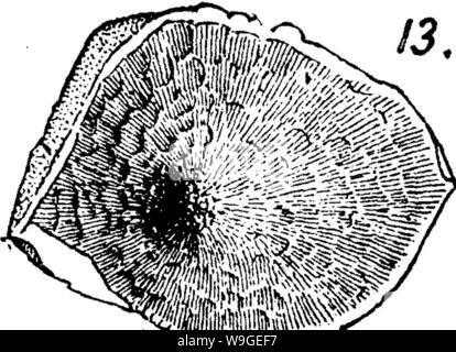 Image d'archive à partir de la page 199 d'un dictionnaire des fossiles Banque D'Images