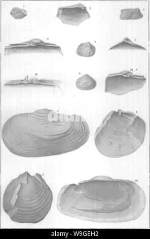 Image d'archive à partir de la page 200 de mollusques et crustacés de la Banque D'Images